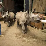 Feeding rhino calves