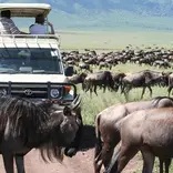 An annual migration of wild life in the Serenegti plains is a wonder of nature..
