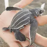 Sea Turtle & Marine Conservation in Monterrico