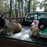 Barbary sheep immobilized