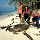 Rangers rescue green sea turtle