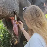 Volunteer feeding the elephant a sweet treat