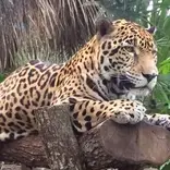 Belize wildlife
