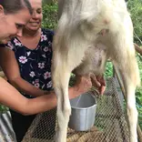 You can learn how to milk a Goat