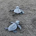 Olive Ridley hatchlings