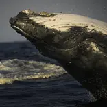 Humpback whale