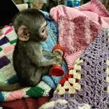 Orphaned monkey in need of love