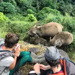 Learn about elephant behaviours