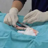 vet performing spay surgery at our clinic in Jerusalem 