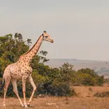 Big 5 African Wildlife & Conservation