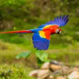Scarlet macaw flying in Costa Rica