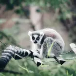 Lemur