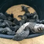 Sea turtle hatchlings inside a bucket about to be released to the sea