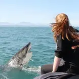 Shark Program