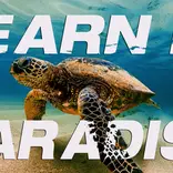 Learn in Paradise 
