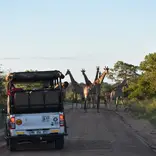 Giraffes crossing the road in Kruger National Park as students watch