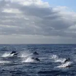 Marine Conservation Project in Tenerife