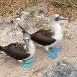 Blue-footed boobies on beach