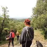 The forest