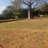 Conservation of the Boabab Trees in Kilifi
