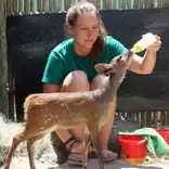 Volunteer feeding an antelope