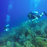 Underwater Photography & Reef Conservation in Cayman Islands