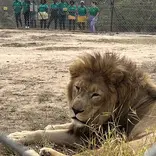 Children learning about the protection of lions