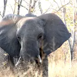 Elephant 