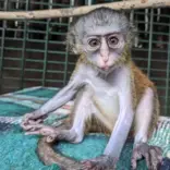 Baby mona monkey, Penja