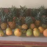 Growing pineapples! 