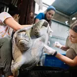 Sea turtle treatment