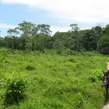 horse back tour in the rainforest