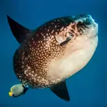 One of our famous residence the Oceanic Sunfish, Mola, Mola Mola, Moon Fish