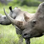 A mother rhinoceros stands in front of her younger calf on the grasslands of the South Africa