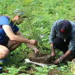 kiviwama tree project