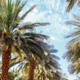 Our date palm farm across from the kibbutz. 