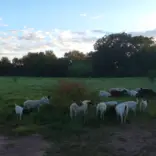 Our farm animals