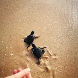 Marine and Wildlife Conservation 