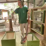 Intern handling a red spitting cobra with tongs