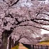 Cherry blossoms near the school