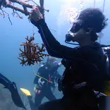 Cultivating new corals in the Nursery plays in important part of our coral reef regeneration strategy