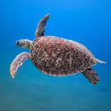 UniSC Sunshine Coast Fraser Coast Animal Ecology bachelor diploma turtle