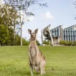 Kangaroo on UniSC Sunshine Coast campus lawn sippy downs queensland australia
