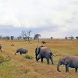 elephants