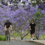 UQ Campus - Jacarandas