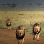 Male lions spotted at the maasai mara national reserve