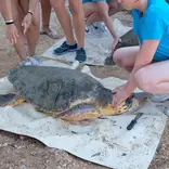 Sea Turtle Service