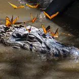 Caiman + butterflies