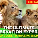 two lions in Africa, join our programme!
