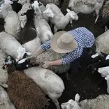 Australia farm